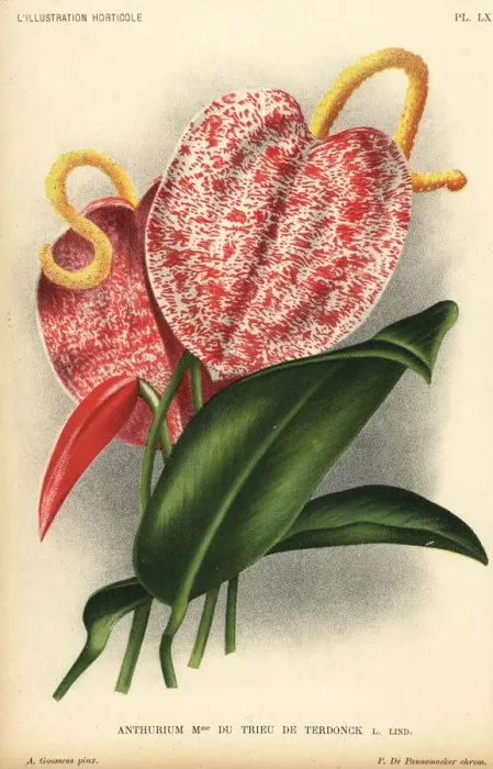 Framed Print : Anthurium hybrid, Madame du Trieu de Terdonck Framed Print : Anthurium hybrid, Madame du Trieu de Terdonck