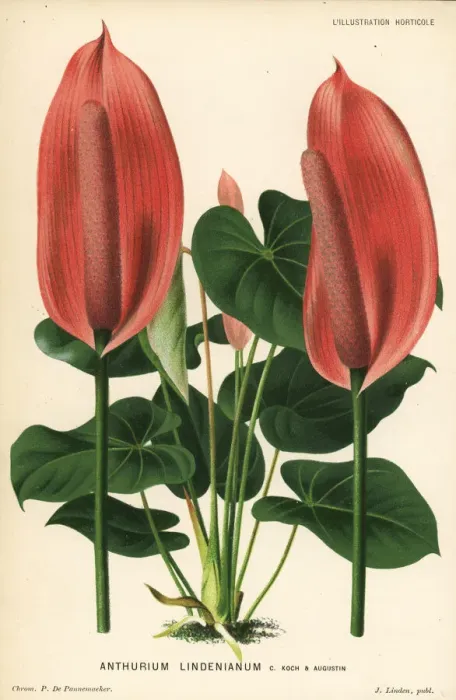 Framed Print : Anthurium lindenianum Framed Print : Anthurium lindenianum