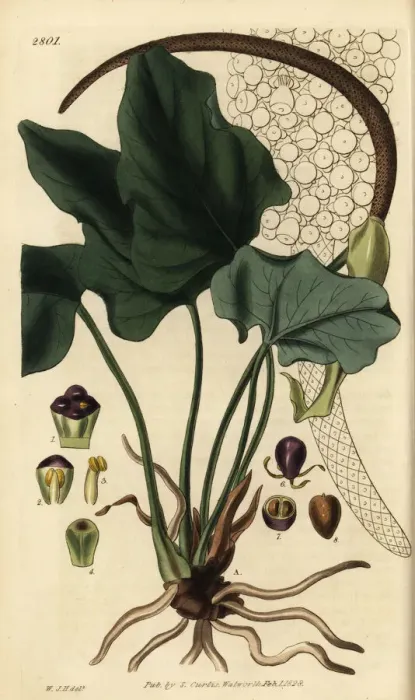 Framed Print : Anthurium macrophyllum Framed Print : Anthurium macrophyllum