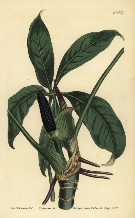 Framed Print : Anthurium palmatum Framed Print : Anthurium palmatum