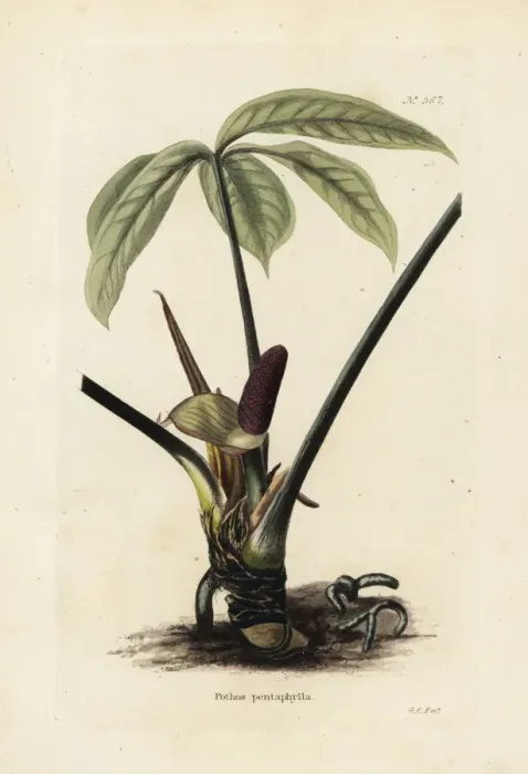 Framed Print : Anthurium palmatum Framed Print : Anthurium palmatum