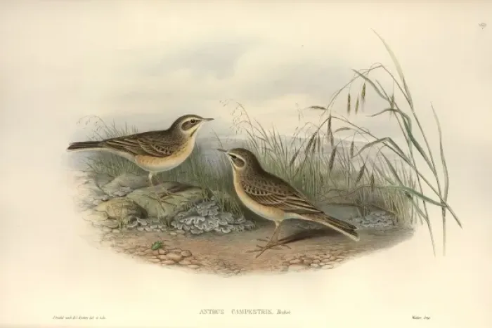 Framed Print : Anthus campestris, tawny pipit Framed Print : Anthus campestris, tawny pipit