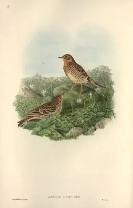 Framed Print : Anthus cervinus, red-throated pipit Framed Print : Anthus cervinus, red-throated pipit
