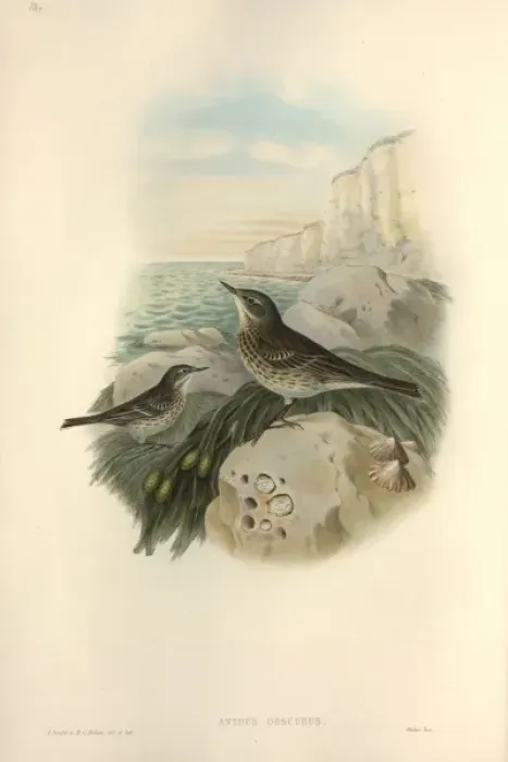 Framed Print : Anthus petrosus, rock pipit Framed Print : Anthus petrosus, rock pipit