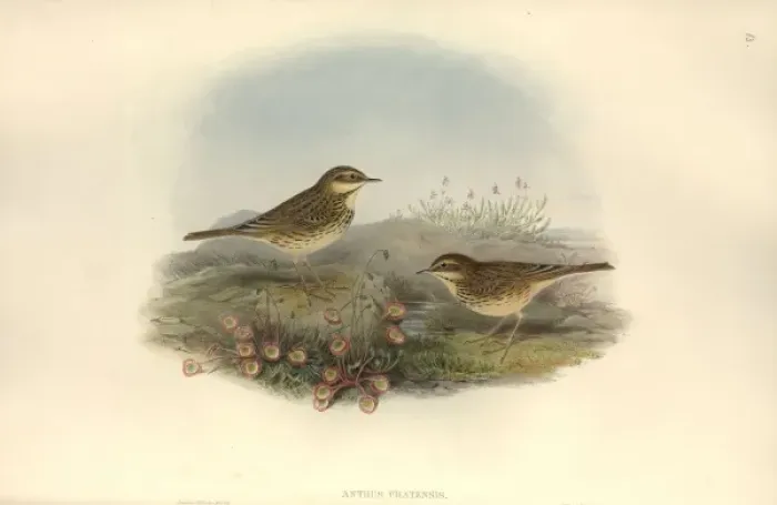 Framed Print : Anthus pratensis, meadow pipit Framed Print : Anthus pratensis, meadow pipit
