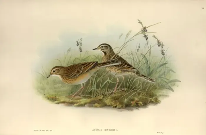 Framed Print : Anthus richardii, Richards pipit Framed Print : Anthus richardii, Richards pipit