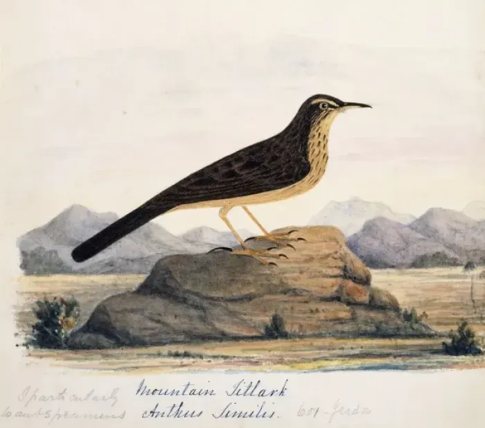 Framed Print : Anthus similis, long-billed pipit Framed Print : Anthus similis, long-billed pipit