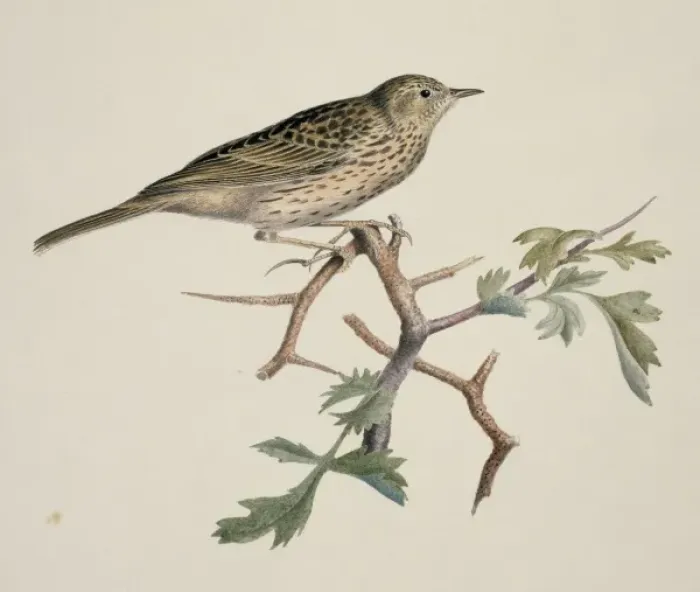 Framed Print : Anthus sp. pipit Framed Print : Anthus sp. pipit