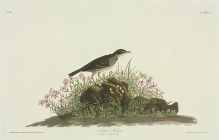 Framed Print : Anthus spinoletta, water pipit Framed Print : Anthus spinoletta, water pipit