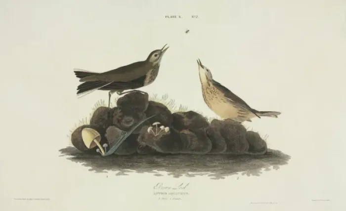 Framed Print : Anthus spinoletta, water pipit Framed Print : Anthus spinoletta, water pipit