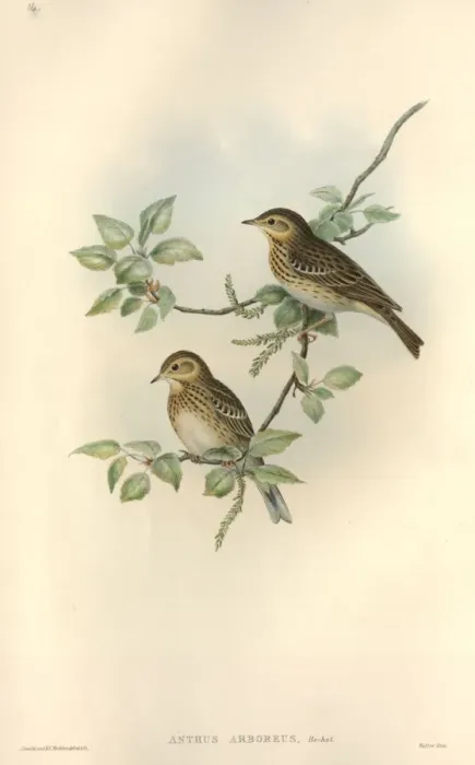 Framed Print : Anthus trivialis, tree pipit Framed Print : Anthus trivialis, tree pipit