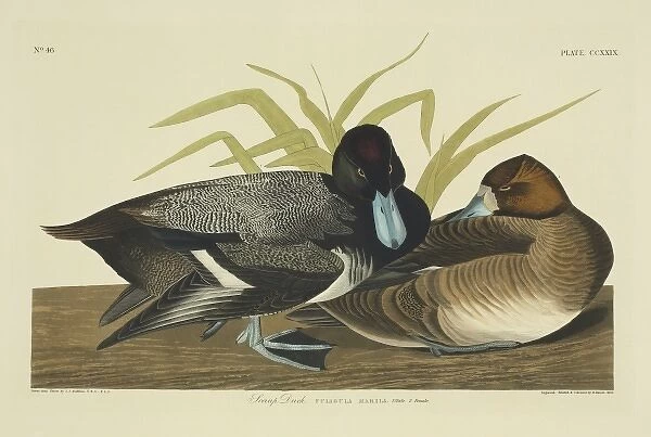 Anthya marila, greater scaup