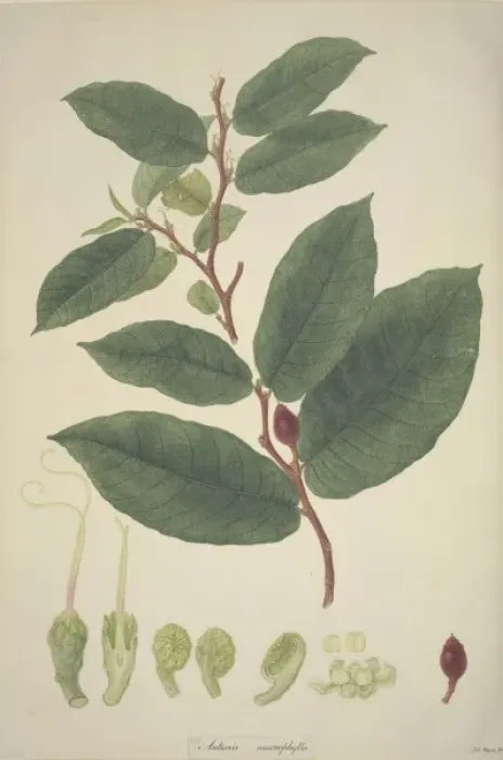 Framed Print : Antiaris toxicaria, ipoh tree Framed Print : Antiaris toxicaria, ipoh tree