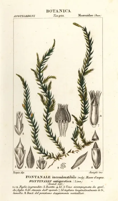 Framed Print : Antifever fontinalis moss, Fontinalis antipyretica Framed Print : Antifever fontinalis moss, Fontinalis antipyretica
