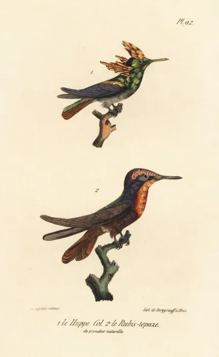 Framed Print : Antillean crested hummingbird and ruby-topaz hummingbird Framed Print : Antillean crested hummingbird and ruby-topaz hummingbird