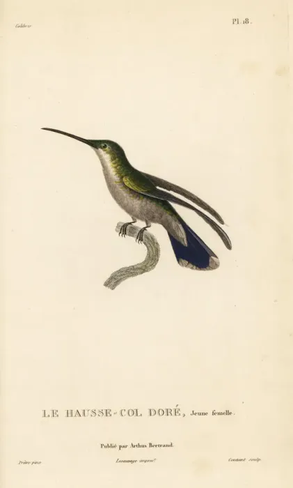 Framed Print : Antillean mango, Anthracothorax dominicus