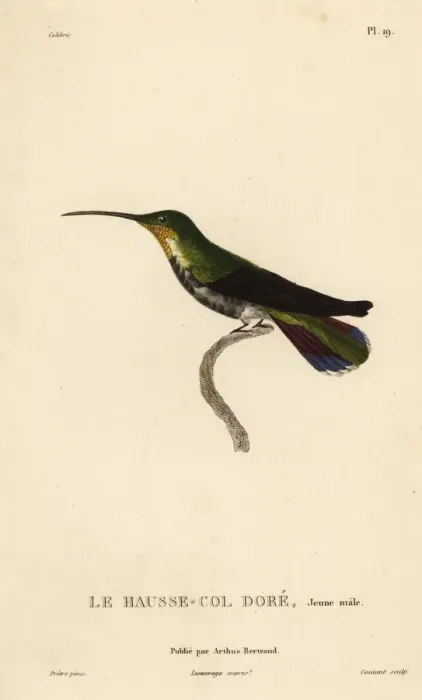 Framed Print : Antillean mango, Anthracothorax dominicus Framed Print : Antillean mango, Anthracothorax dominicus