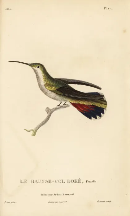 Framed Print : Antillean mango, Anthracothorax dominicus aurulentus. Female Framed Print : Antillean mango, Anthracothorax dominicus aurulentus. Female
