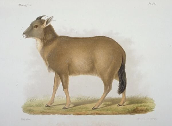 Antilope caudata, blackbuck