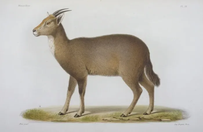 Framed Print : Antilope cinerea, Chinese goral Framed Print : Antilope cinerea, Chinese goral