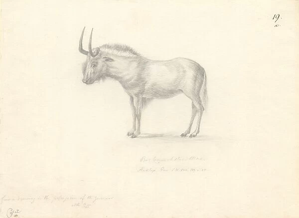 Antilope Gnu. Ff. 19a. Drawing by George Forster 