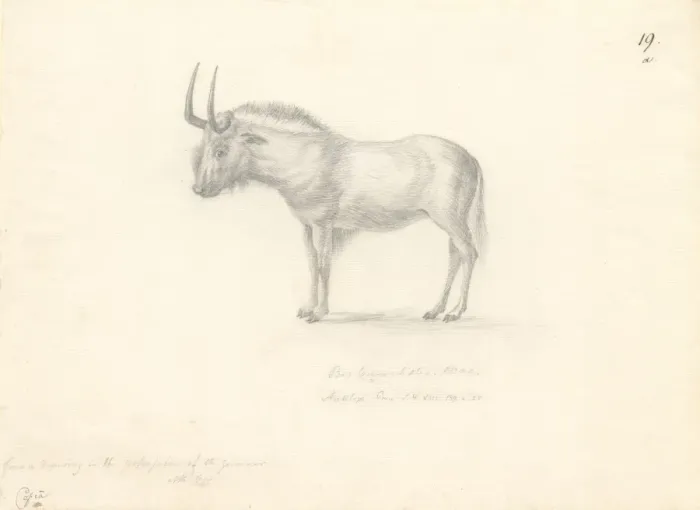 Framed Print : Antilope Gnu Framed Print : Antilope Gnu