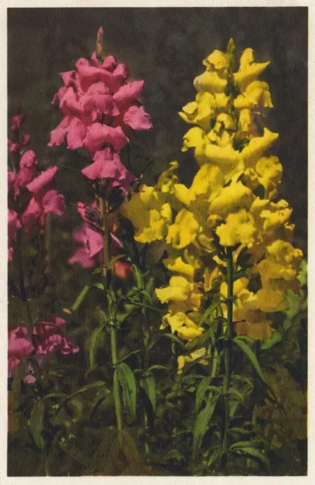 Framed Print : Antirrhinum majus - Snapdragon Framed Print : Antirrhinum majus - Snapdragon
