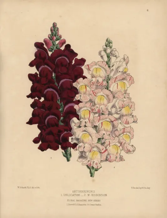 Framed Print : Antirrhinum or snapdragon hybrids, W Robinson and Delicatum Framed Print : Antirrhinum or snapdragon hybrids, W Robinson and Delicatum
