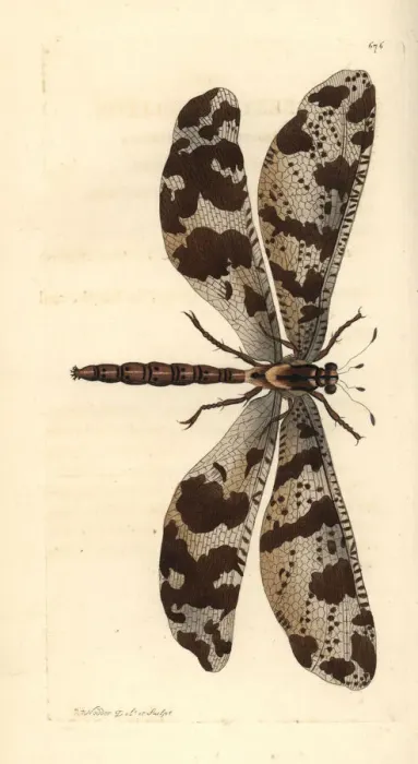 Framed Print : Antlion, Myrmeleon species Framed Print : Antlion, Myrmeleon species