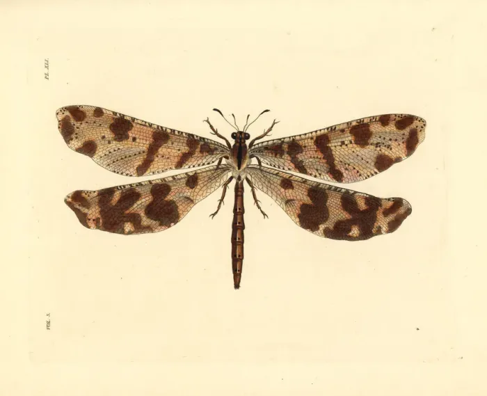 Framed Print : Antlion, Palpares libelluloides Framed Print : Antlion, Palpares libelluloides