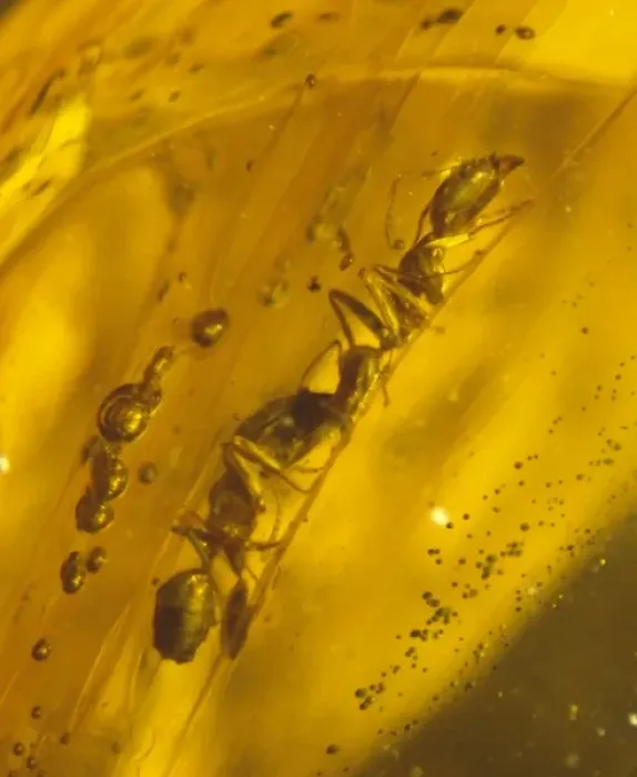 Framed Print : Ants in Dominican amber Framed Print : Ants in Dominican amber