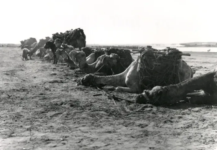 Framed Print : Anzac transport camels resting at Gaza, WW1 Framed Print : Anzac transport camels resting at Gaza, WW1