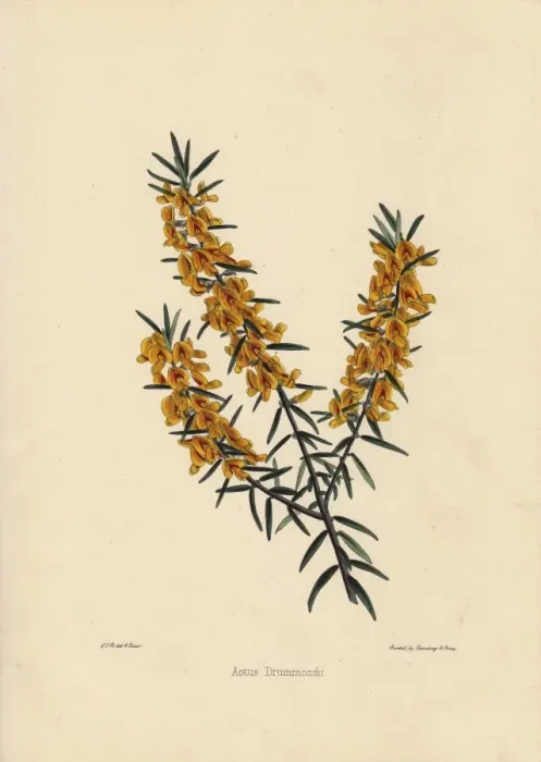 Framed Print : Aotus drummondii, yellow and crimson flowered Framed Print : Aotus drummondii, yellow and crimson flowered