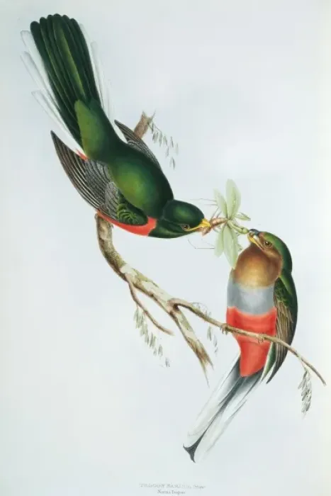 Framed Print : Apaloderma narina, Narinas trogon Framed Print : Apaloderma narina, Narinas trogon