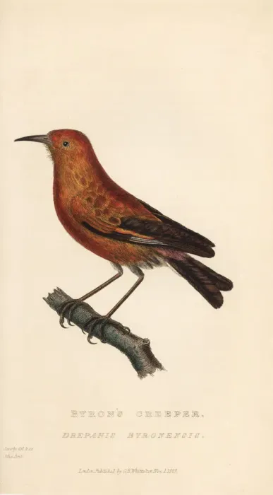 Framed Print : Apapane or Hawaiian honeycreeper, Himatione sanguinea Framed Print : Apapane or Hawaiian honeycreeper, Himatione sanguinea