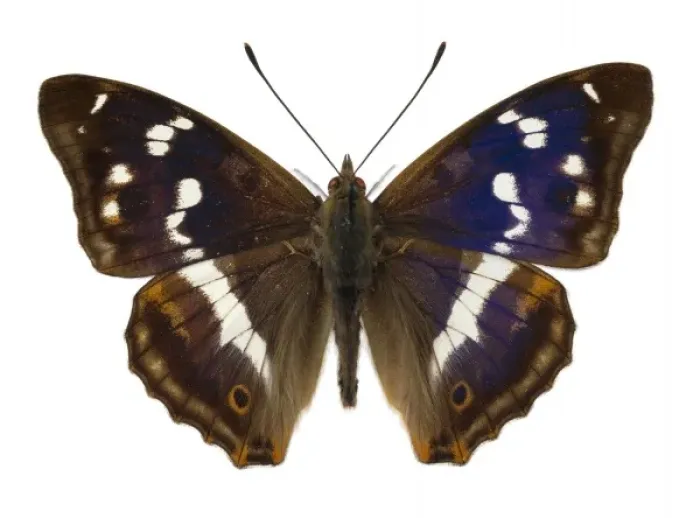 Framed Print : Apatura iris, purple emperor Framed Print : Apatura iris, purple emperor