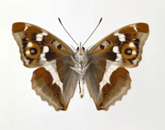 Framed Print : Apatura iris, purple emperor Framed Print : Apatura iris, purple emperor