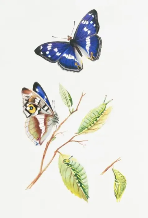 Framed Print : Apatura iris, purple emperor Framed Print : Apatura iris, purple emperor