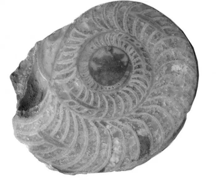 Framed Print : Aphelaeceras mutabile, nautiloid Framed Print : Aphelaeceras mutabile, nautiloid