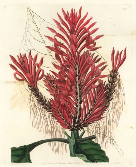 Framed Print : Aphelandra arborea Framed Print : Aphelandra arborea