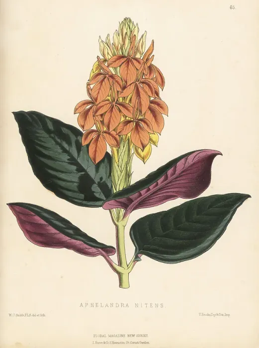 Framed Print : Aphelandra aurantiaca var. nitens Framed Print : Aphelandra aurantiaca var. nitens