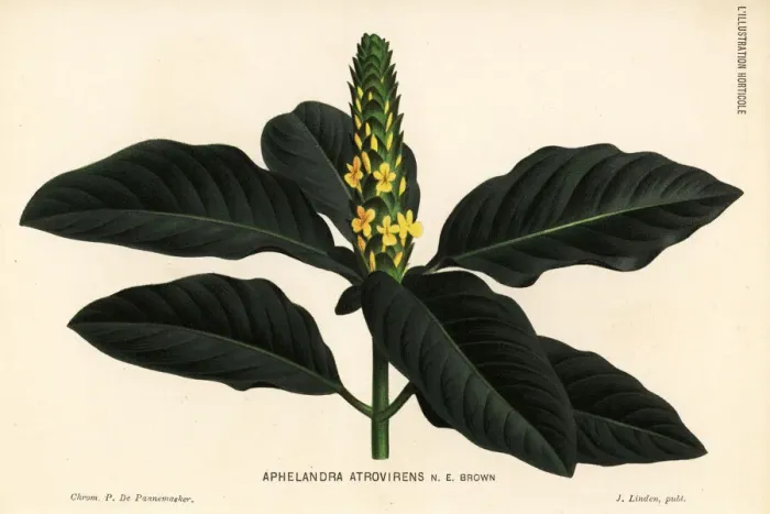 Framed Print : Aphelandra bahiensis Framed Print : Aphelandra bahiensis