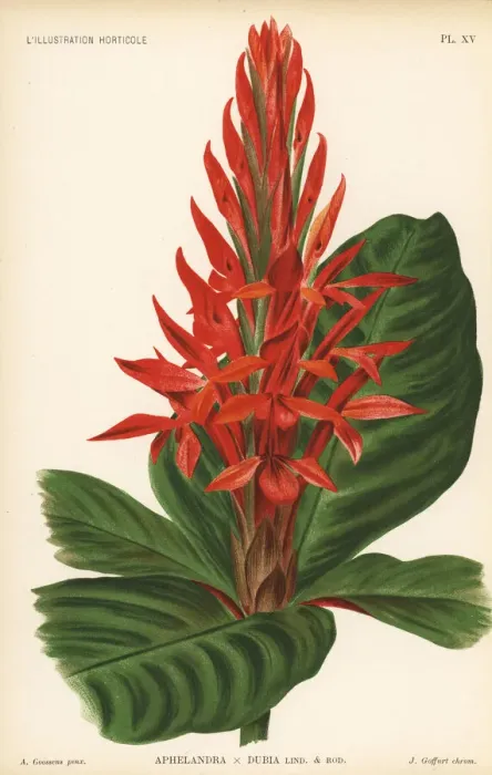 Framed Print : Aphelandra cultivar, Aphelandra x dubia Framed Print : Aphelandra cultivar, Aphelandra x dubia