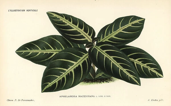 Aphelandra macedoiana
