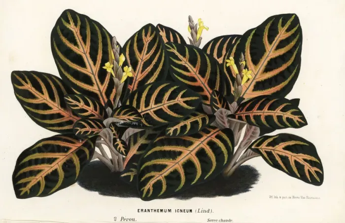 Framed Print : Aphelandra maculata Framed Print : Aphelandra maculata
