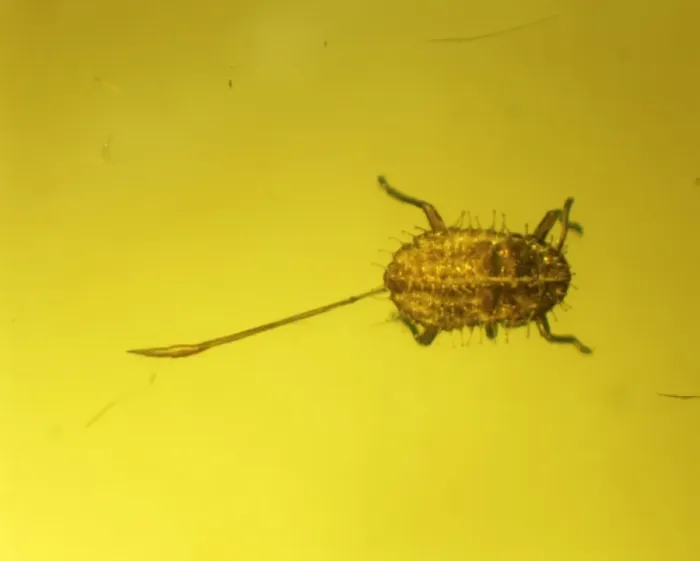 Framed Print : Aphid in amber Framed Print : Aphid in amber