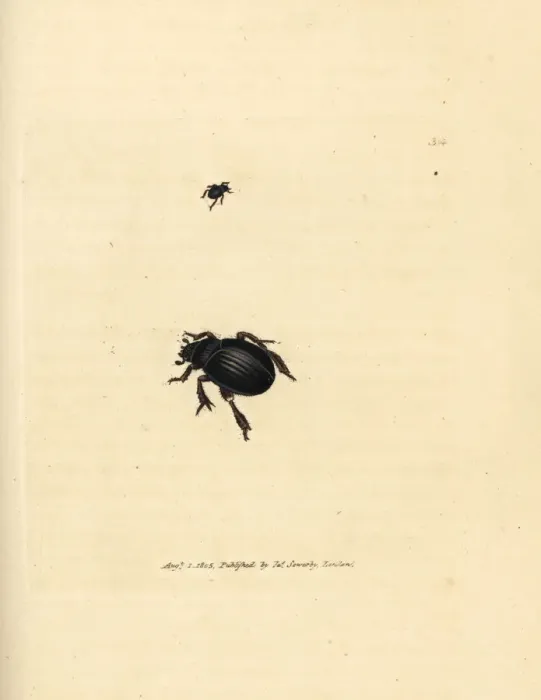 Framed Print : Aphodius arenarius beetle Framed Print : Aphodius arenarius beetle