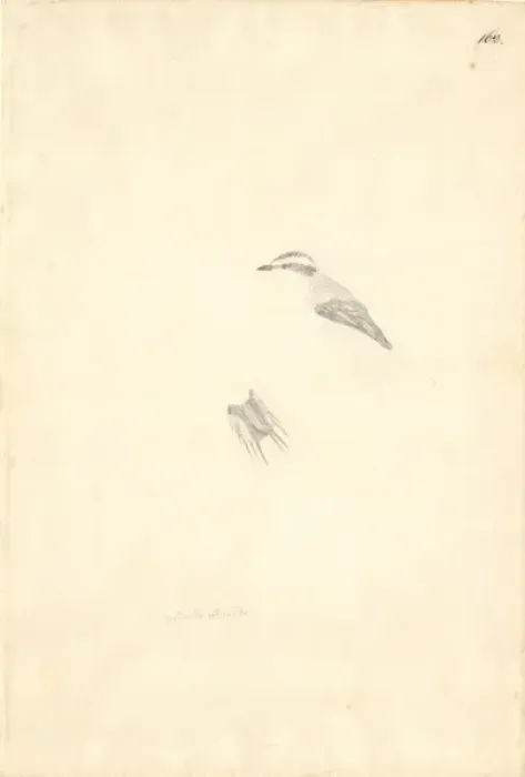 Framed Print : Aphrastura spinicauda, thorn-tailed rayadito Framed Print : Aphrastura spinicauda, thorn-tailed rayadito