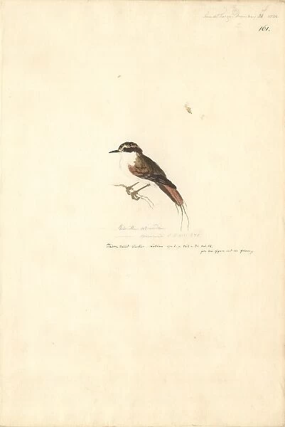 Aphrastura spinicauda, thorn-tailed rayadito
