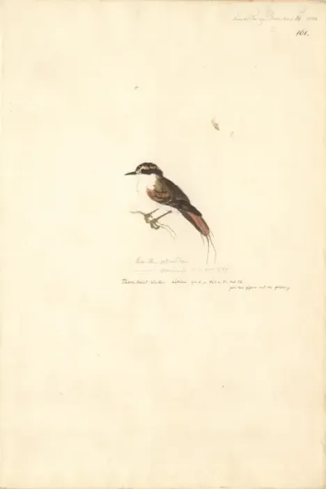 Framed Print : Aphrastura spinicauda, thorn-tailed rayadito Framed Print : Aphrastura spinicauda, thorn-tailed rayadito
